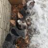 Blue Heeler Puppies