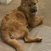 Chow/shepherd puppy for sale