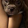 Micro Bully Puppy