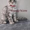 TICA Maine Coon Kittens READY NOW