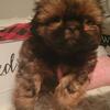 Shihtzu