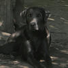 Full blooded Male Charcoal Lab