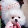 Tiny White Pomeranian Puppies for sale