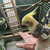 Sweet Cockatiel Message 4 video 🙂