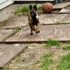 Belgian Malinois 