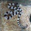 Corn, King & Milk Snakes