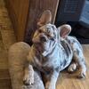 Wrinkly Wonders Steal the Spotlight: Meet Our AKC Frenchie Pups