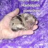 CKC registered Harlequin pinschers 