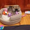 AKC Pomeranian Puppies 