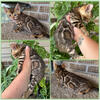 Stunning Brown Male Bengal 