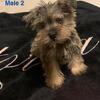 Adorable Miniature Schnauzer Puppies