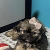 5 Shih Tzu puppies