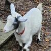 Nigerian Dwarf doe Nigerian Pygmy buck breeding combo with electric goat netting and fence charger 