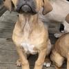 Corso/Mastiff 