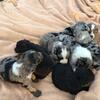 Blue Merle Aussie doodle pups for sale