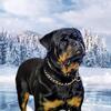 Proven rottweiler stud