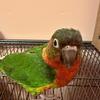 14 months old Red Factor Green Cheek Conure