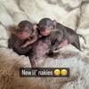 Hairless chihuahuas find us on FB: Chihuahua paws Texas