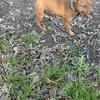 2 year old GYP redboy jocko bolio jeep Jenkins