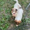 Rough Collie male puppies 