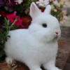 Netherland Dwarf Bunny
