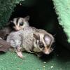 Adult pair sugar gliders