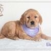 AKC Golden Retriever Puppies