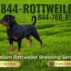 German Rottweiler Stud Services