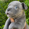 exotic bully pup
