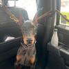 Doberman Pincher European 