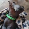 Sphynx Kittens Black Elf Boy text 234 706-4485 TICA Titled Hairless Kitten Male Sphynx