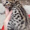 High quality of Savannah kittens