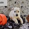 $150 AKC white German shepherds born 8/10