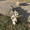 For sale AKC eligible Shih Tzu puppies 