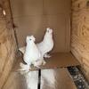 Uzbek pigeons
