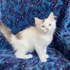 2 Topaz Ragdoll Kittens • Fixed, Vet checked, Ready now!