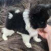 Pomeranian puppies! Reduced