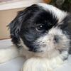 Shih Tzu  Handsome Puppy Boy- Ready to move to a forever home