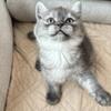 British Shorthair 3 months old girl-good price