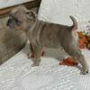 BUGG PUPPIES FOR SALE