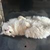 European Ragdolls for Sale in the Chicago/St. Louis area 