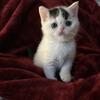 Persian kittens Exotic Shorthair 
