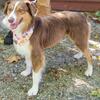 FOR STUD ONLY ASDR registered Miniature Australian Shepherd
