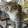Maine Coon baby dolls