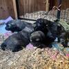 Oregon- Sarplaninac LGD puppies- born oct 19th- ready to go-