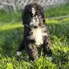 Bernedoodle Puppies!