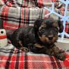 Adorable Yorkiepoo Male
