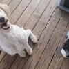 DKC REGISTERED LABRADOODLE PUPPIES 