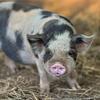Kune kune piglets unregistered can be registered
