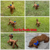 AKC mahogany RED TOY POODLE MALE 8 months 